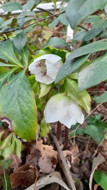 hellebore