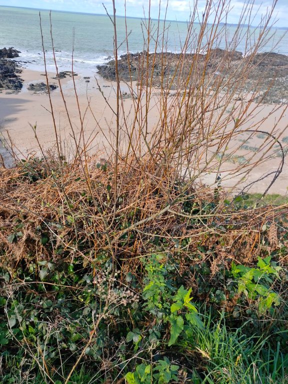 saule_bord de mer.jpg