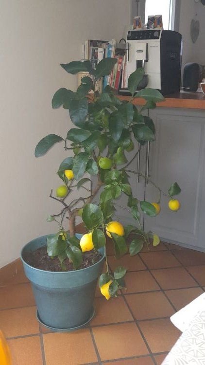 citronier+.jpg