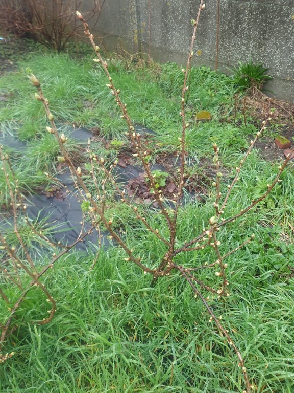 240303 casseillier bourgeonne_1.jpg