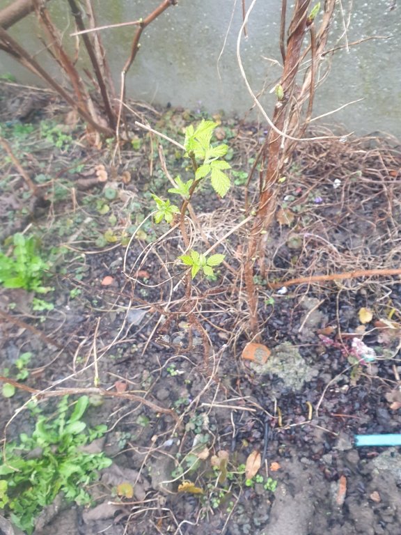 240303 framboisier bourgeonne.jpg
