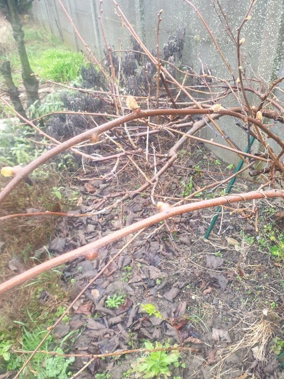 240303 kiwi bourgeonne.jpg