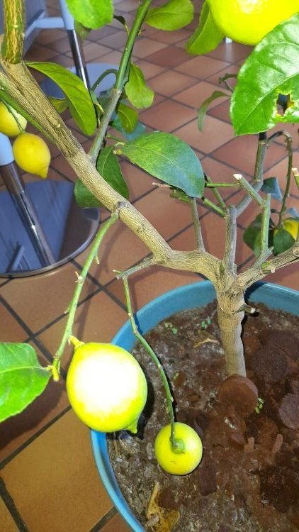 citron 1+.jpg