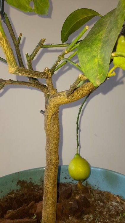 citron 2+.jpg