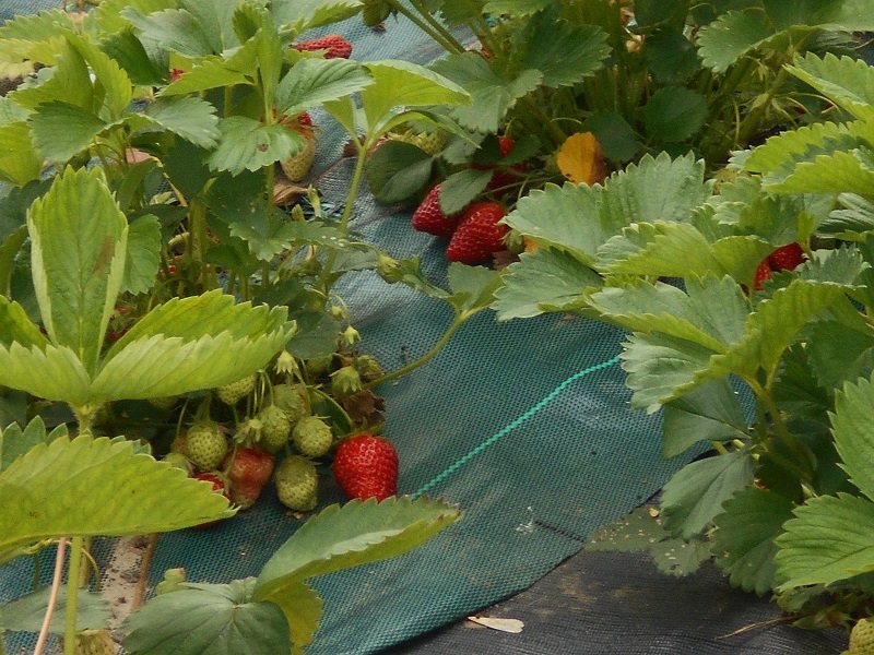 190529 fraises.JPG