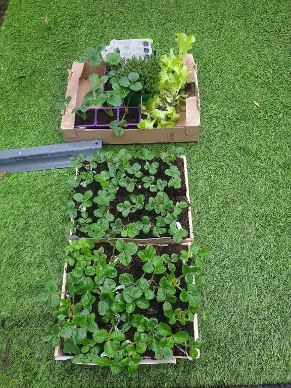 240310 plants de frarisiers.jpg
