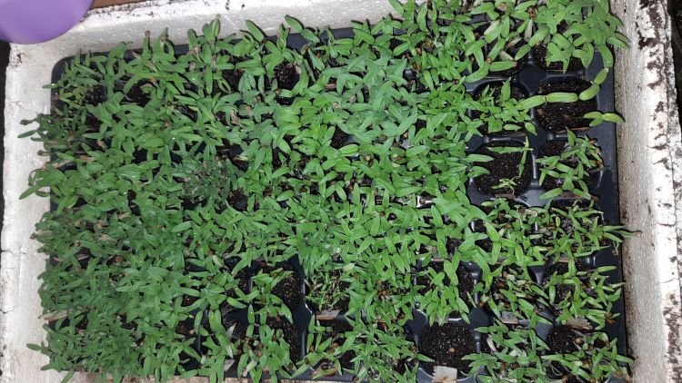 tomates 2024/03/12