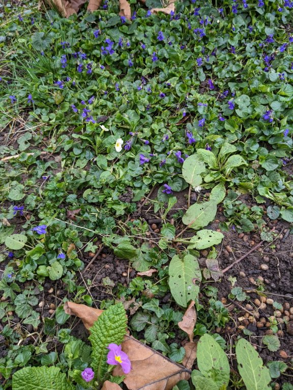 violette tapis.jpg