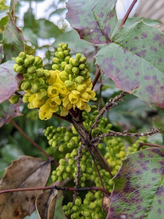 debut mahonia.jpg