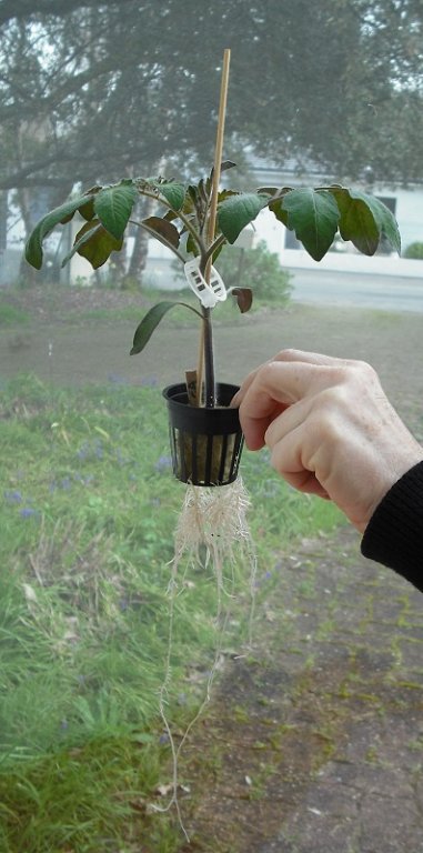 Plant tomate 14 mars.jpg