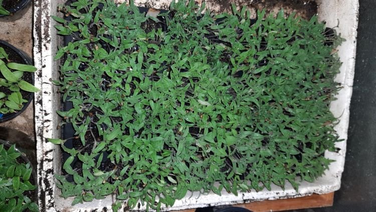 tomates 15-3-2024.jpg
