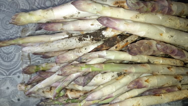 Asperges récolte 16-3-24.jpg