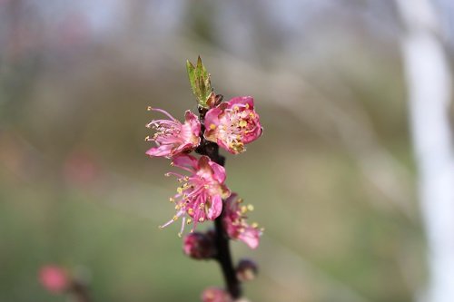 240316_fleurs-pecher2-face_IMG01001red.jpg