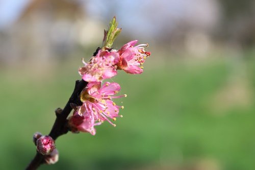 240316_fleurs-pecher2-profil_IMG01002red.jpg