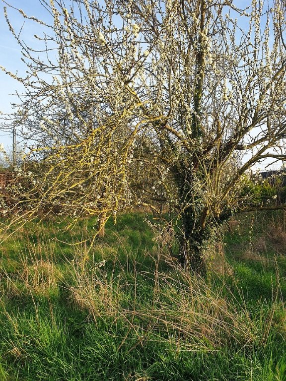 240320 reine claude en fleur.jpg