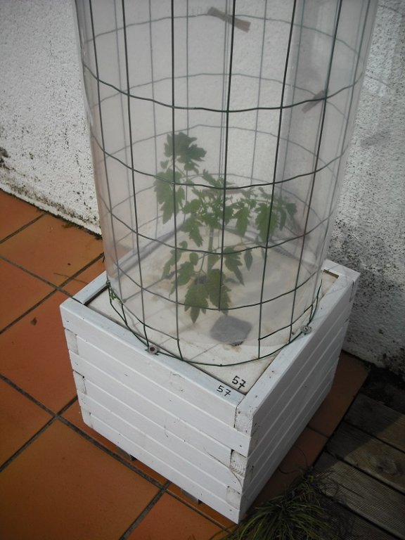 Kratky tomate 23 mars.jpg