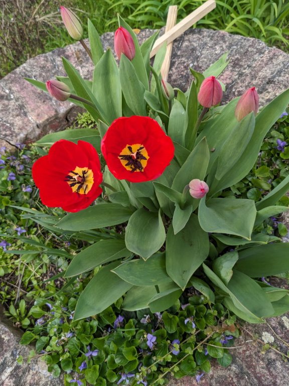 tulipe puits22mars.jpg