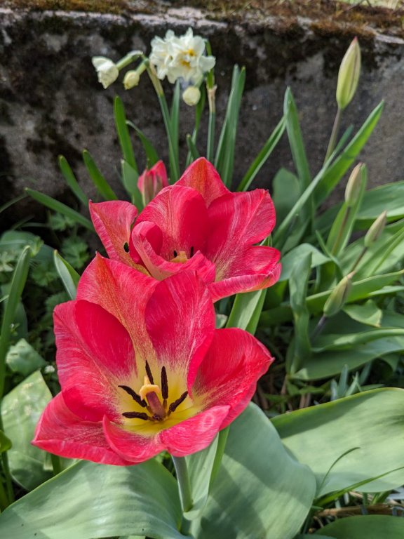 tulipe22mars.jpg