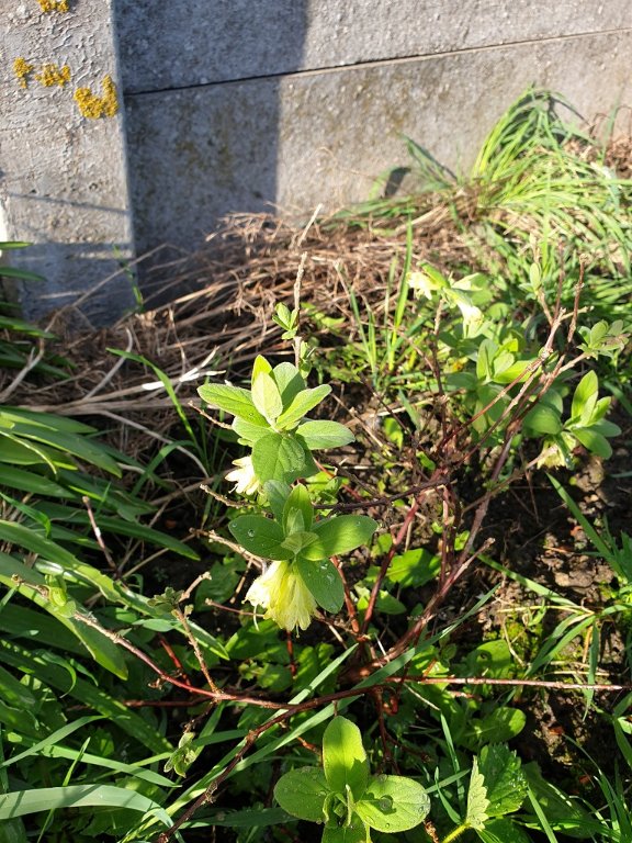 240323 camérisier en fleur.jpg