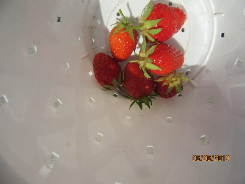 fraises.JPG
