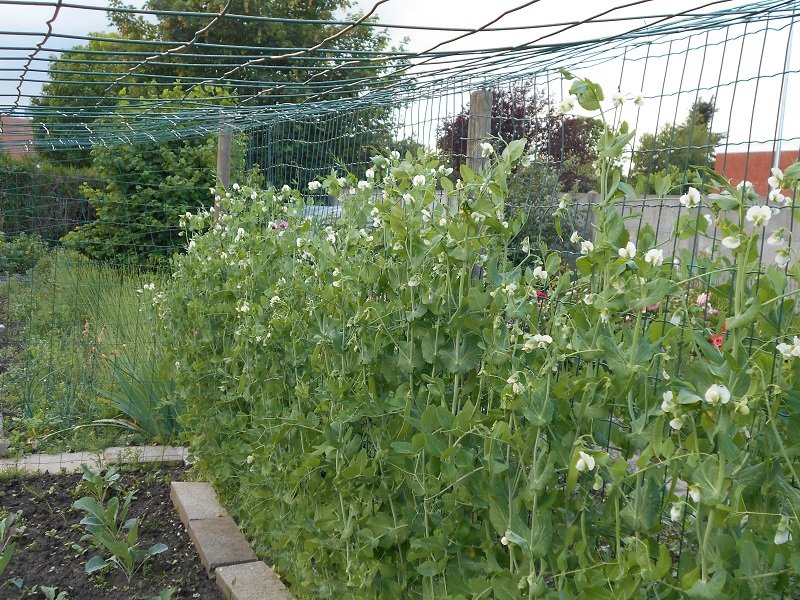 190606 petits pois en fleur.JPG