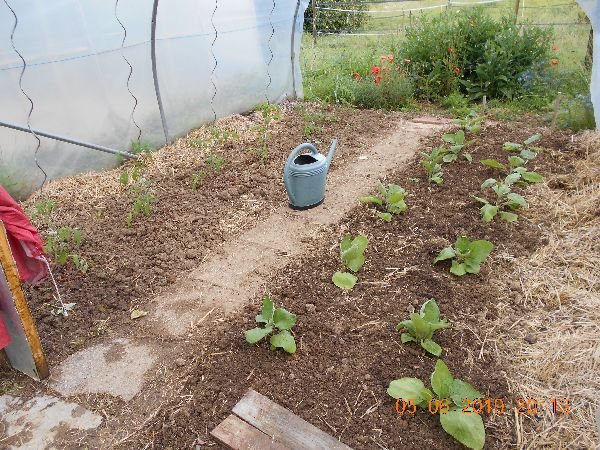 plantation aubergines et tomates sous tunnel.jpg