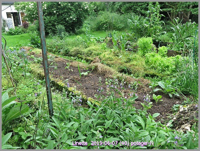 2019-06-07 (40) potager-nsm.jpg