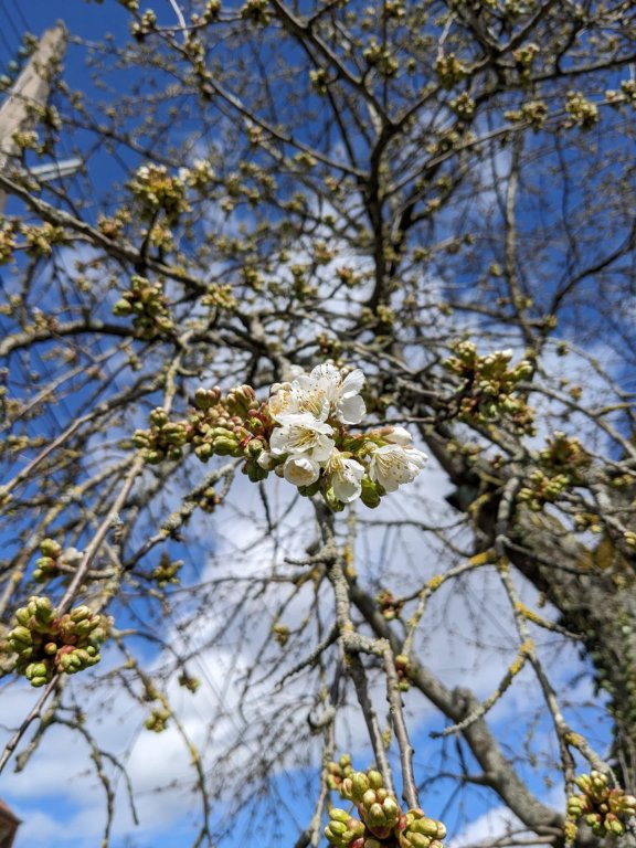 cerisier28mars.jpg