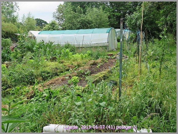 2019-06-07 (41) potager-nsm.jpg