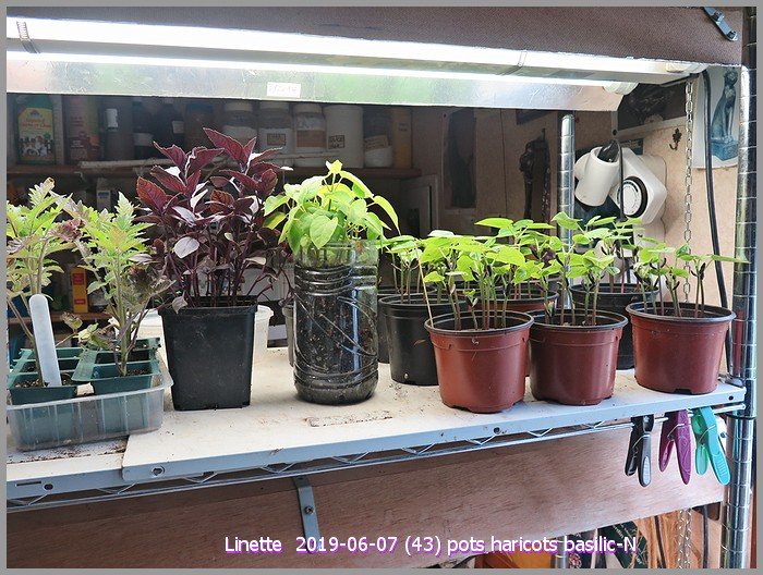 2019-06-07 (43) pots haricots basilic-nsm.jpg