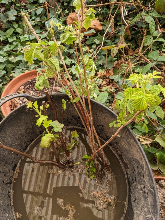 cassis framboise.jpg