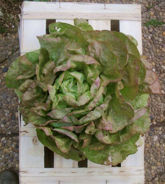 salad-RdM-1.jpg