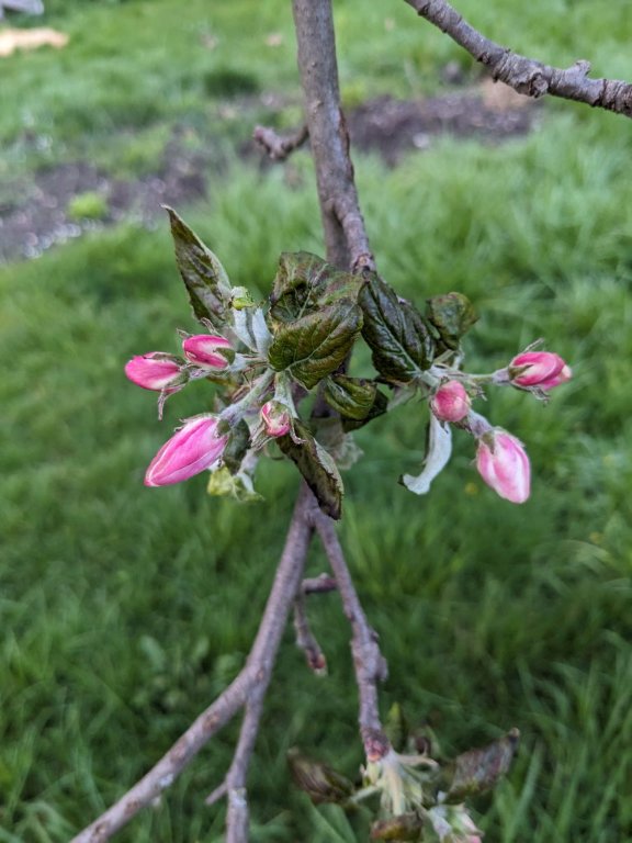 pommier2avril.jpg