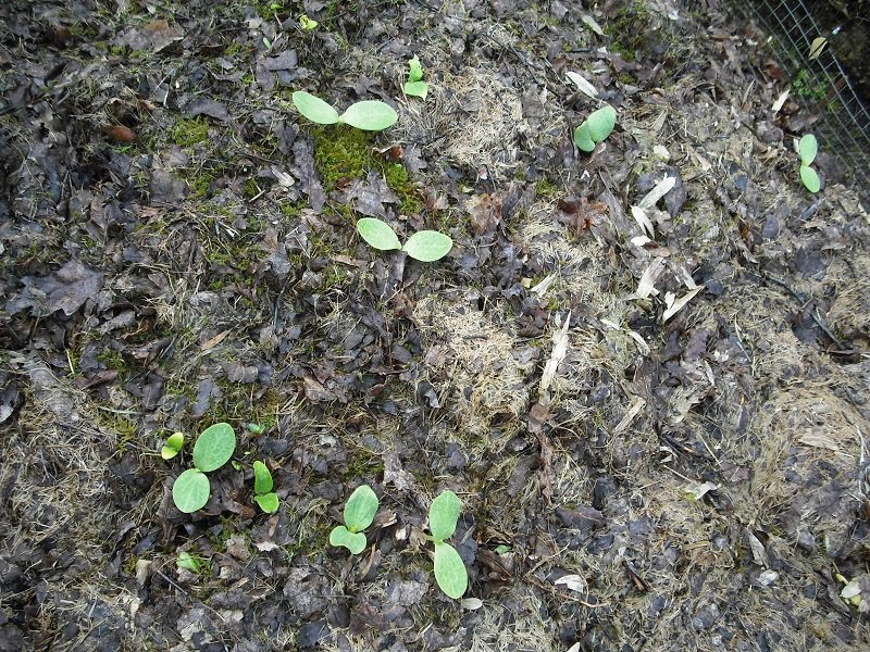 Courges spontanées 3 avril.jpg