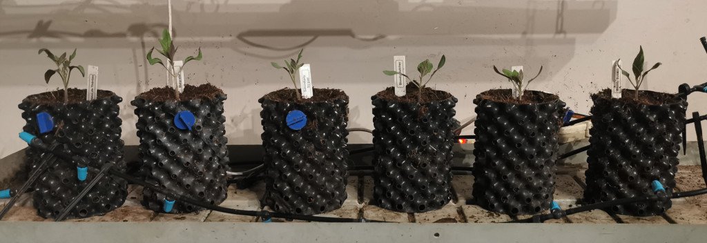 Les tomates de Zarya