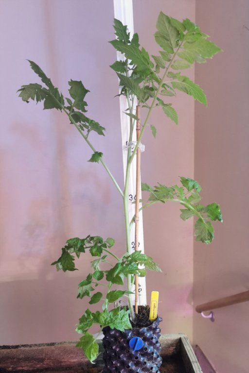 Green Fingers