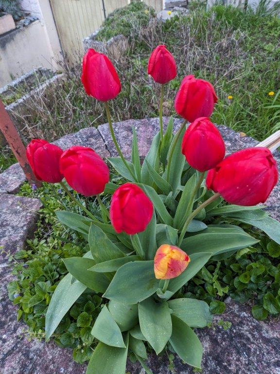 tulipes puits.jpg
