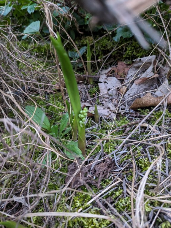 muguet presque.jpg