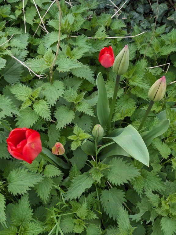 tulipe des orties.jpg