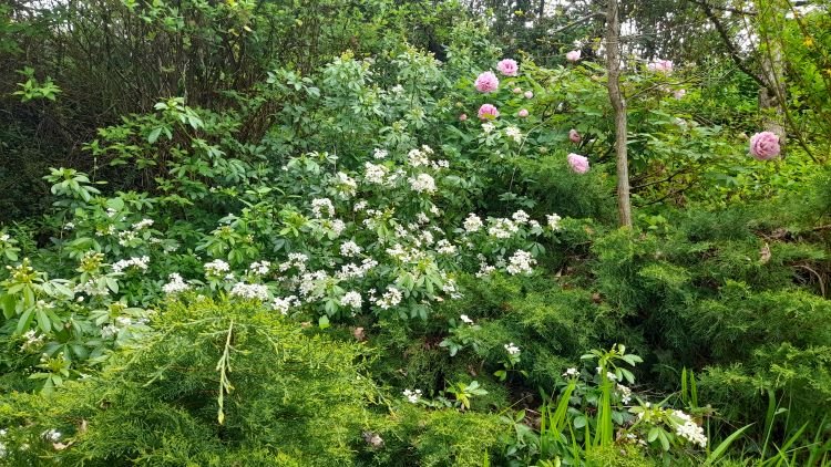 oranger du Mexique et Pivoine