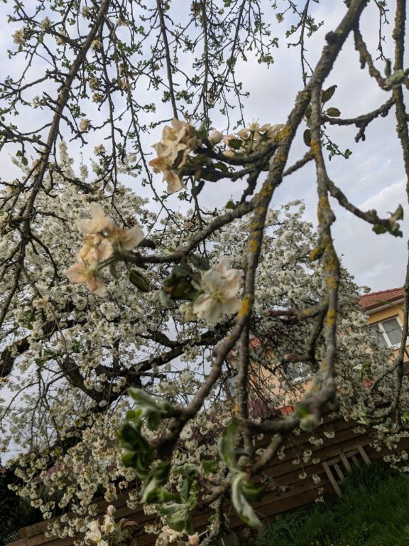 fleur pomme rouille.jpg