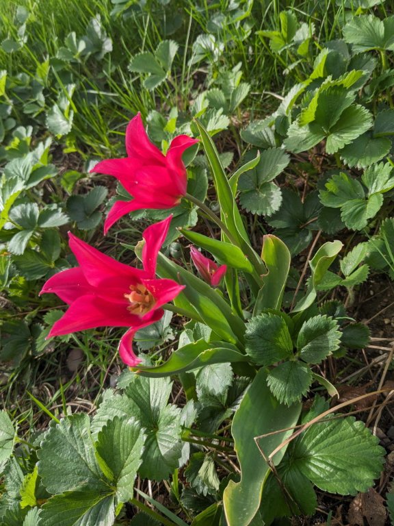 tulipe fuschia.jpg