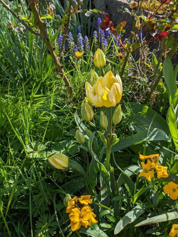 tulipe bouquet jaune.jpg