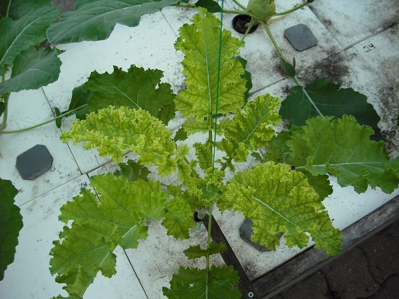 Chlorose Kale 25 nov.jpg