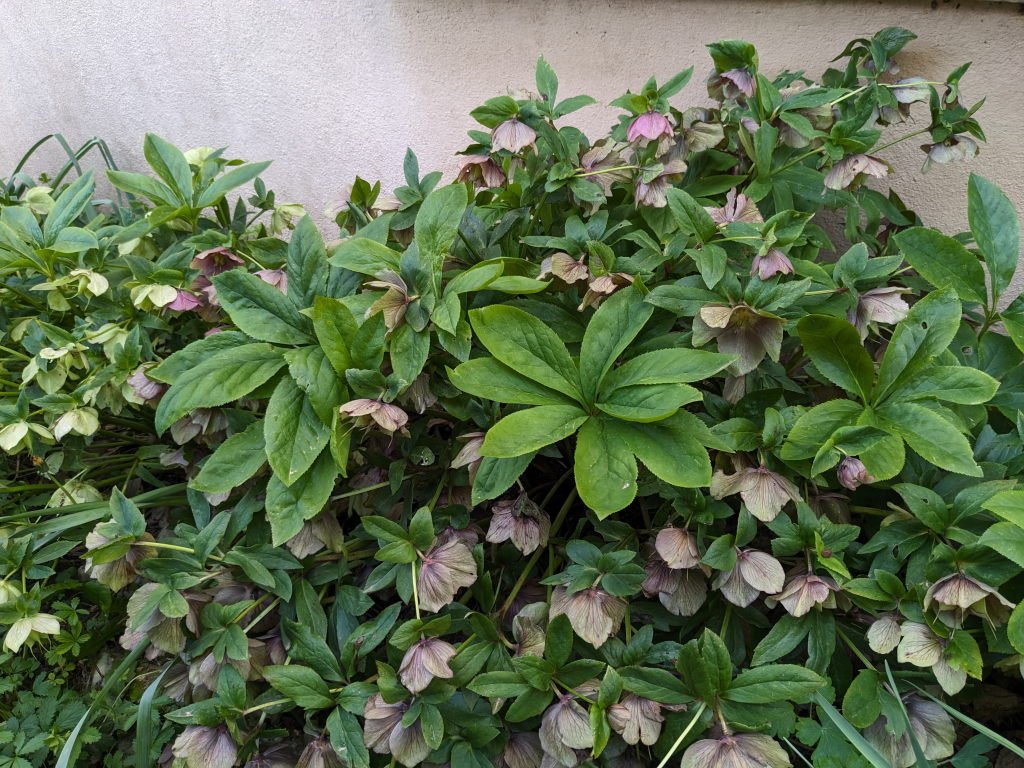 feuilles hellebore.jpg