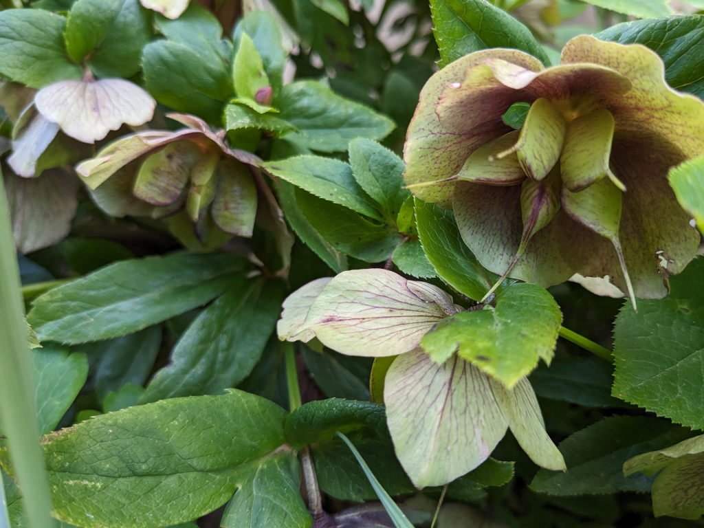 graines hellebore.jpg