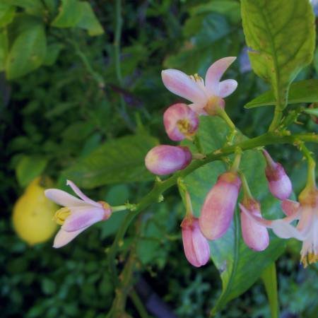 citrus-flor.jpg