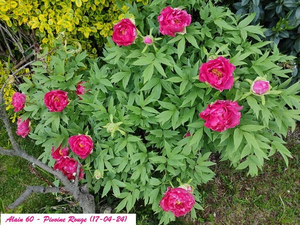 Pivoine Rouges+.jpg