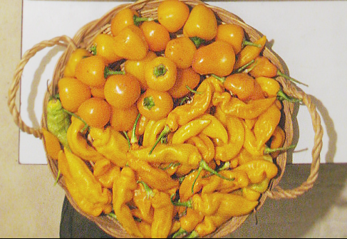 VGxGS-jaune-Fruits.png