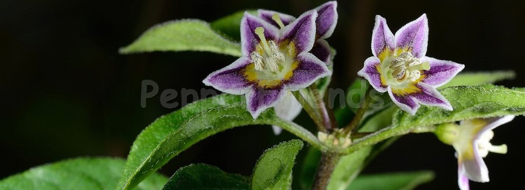capsicum-caatingae-barboza-agra.jpg